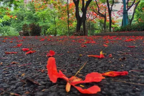 中国进步最快高校!深圳大学到底有多牛?