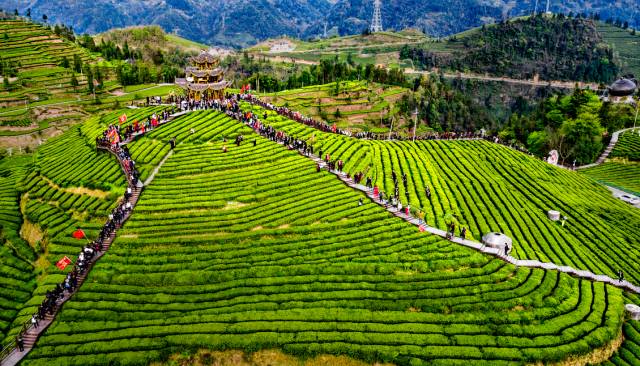 炎陵手工茶麸皂,手工茶皂