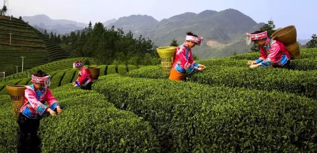 炎陵手工茶麸皂,手工茶皂