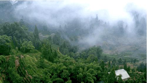 好甜的红心猕猴桃,野生猕猴桃好甜