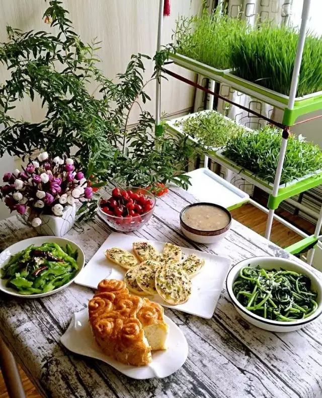 在家种菜，不用土不用肥，“一张纸”就搞定