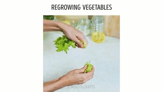 在家种菜，不用土不用肥，“一张纸”就搞定