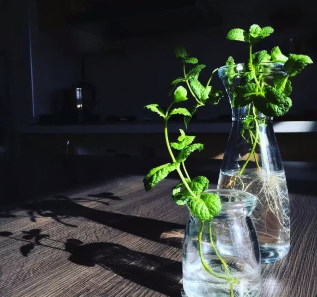 在家种菜，不用土不用肥，“一张纸”就搞定