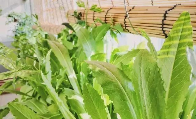 在家种菜，不用土不用肥，“一张纸”就搞定