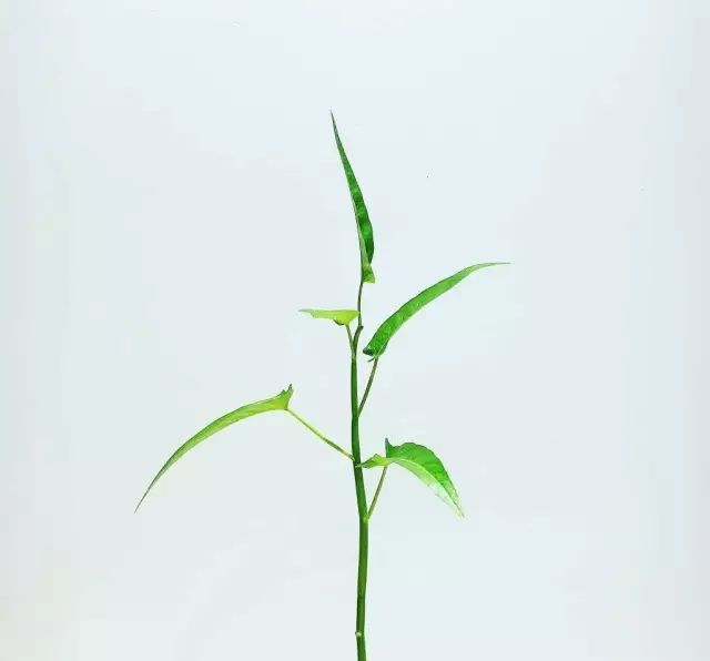 在家种菜，不用土不用肥，“一张纸”就搞定