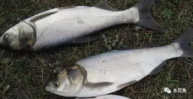 花白鲢鱼败血症怎么防治,花白鲢败血病用什么药