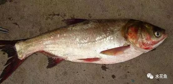 花白鲢鱼败血症怎么防治,花白鲢败血病用什么药