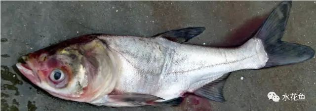 花白鲢鱼败血症怎么防治,花白鲢败血病用什么药
