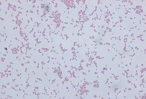 花白鲢鱼败血症怎么防治,花白鲢败血病用什么药