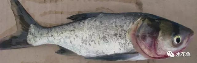花白鲢鱼败血症怎么防治,花白鲢败血病用什么药