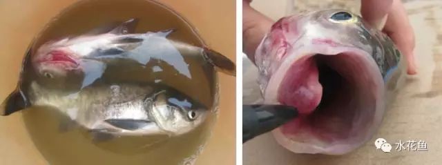 花白鲢鱼败血症怎么防治,花白鲢败血病用什么药