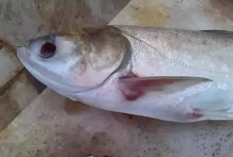 花白鲢鱼败血症怎么防治,花白鲢败血病用什么药