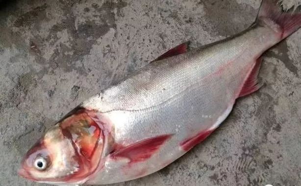 花白鲢鱼败血症怎么防治,花白鲢败血病用什么药