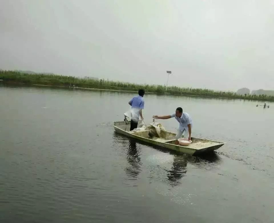 花白鲢鱼败血症怎么防治,花白鲢败血病用什么药