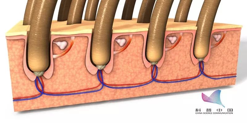 鬼剃头为什么没有掉下来的头发,鬼剃头了头发还能长出来吗