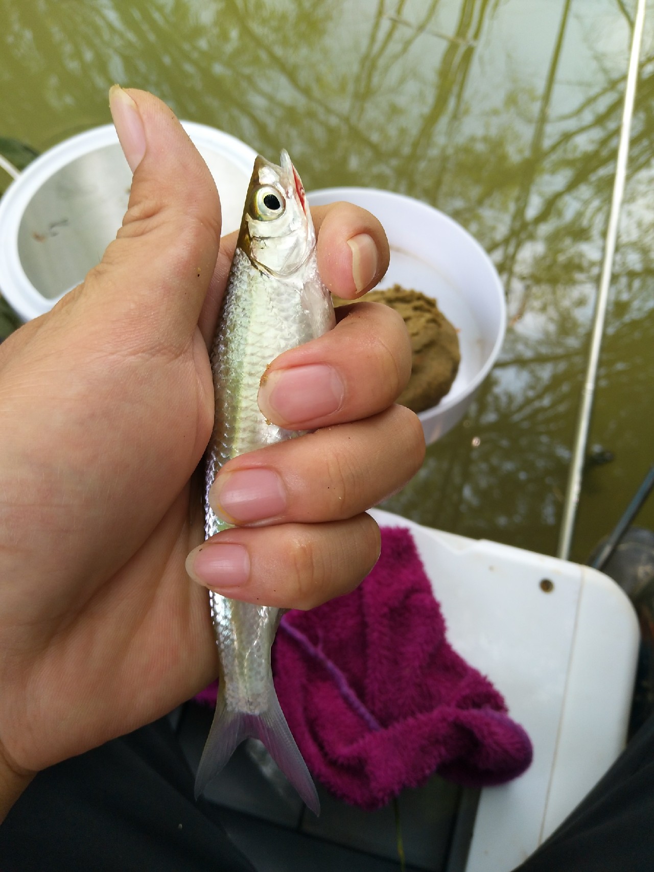 新竿开光遇到大鱼,新竿开光成功视频