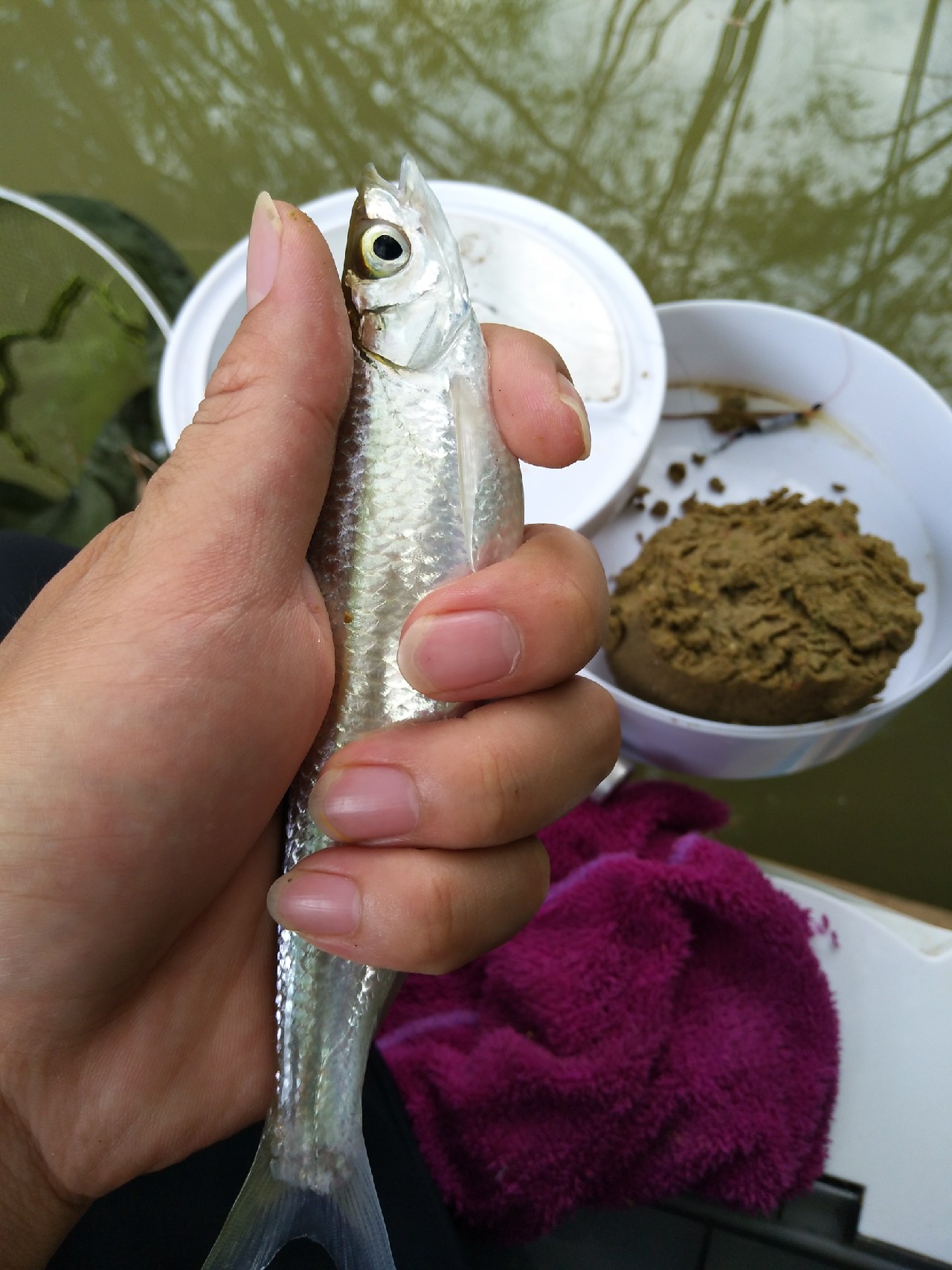 新竿开光遇到大鱼,新竿开光成功视频