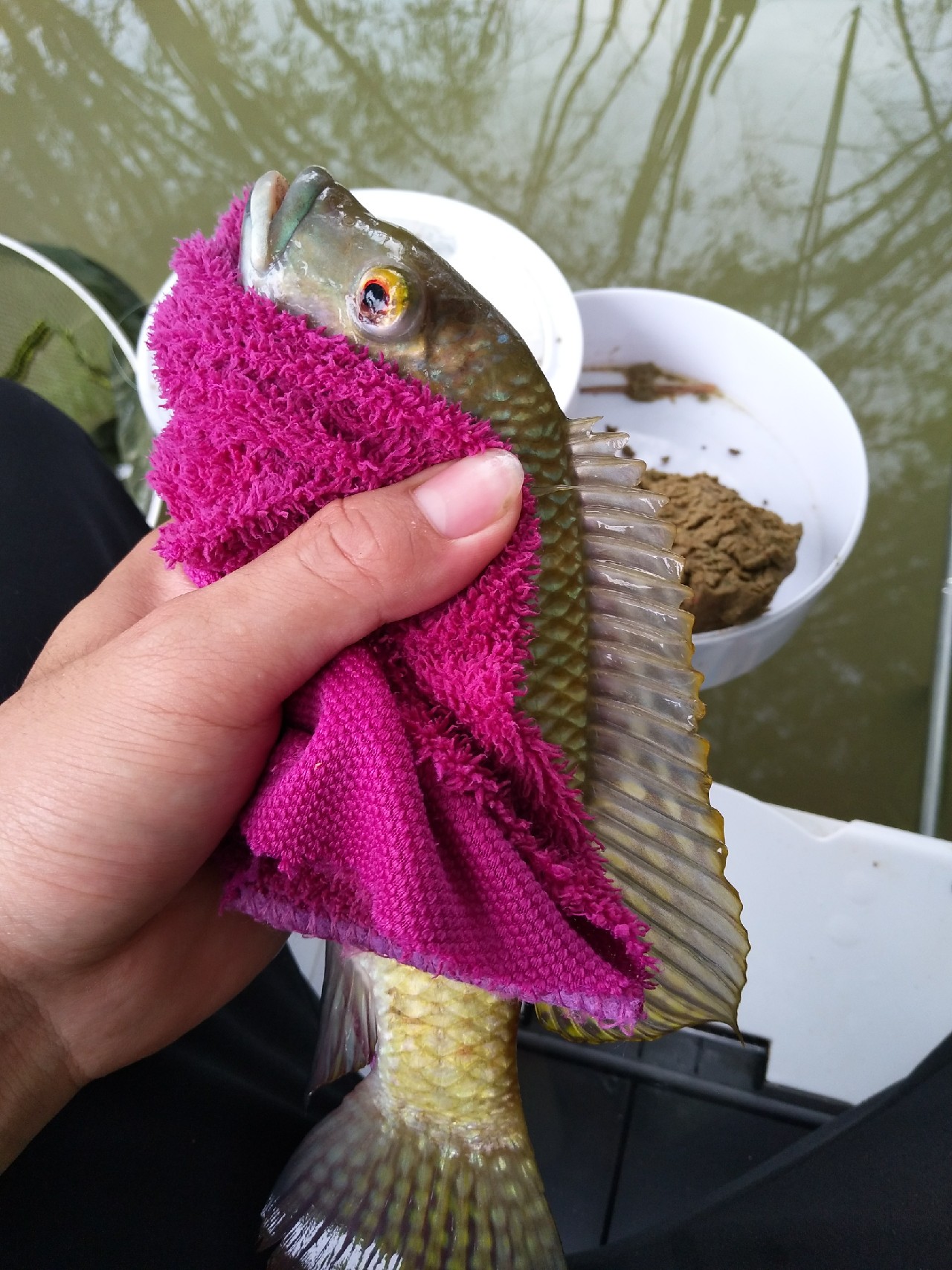 新竿开光遇到大鱼,新竿开光成功视频