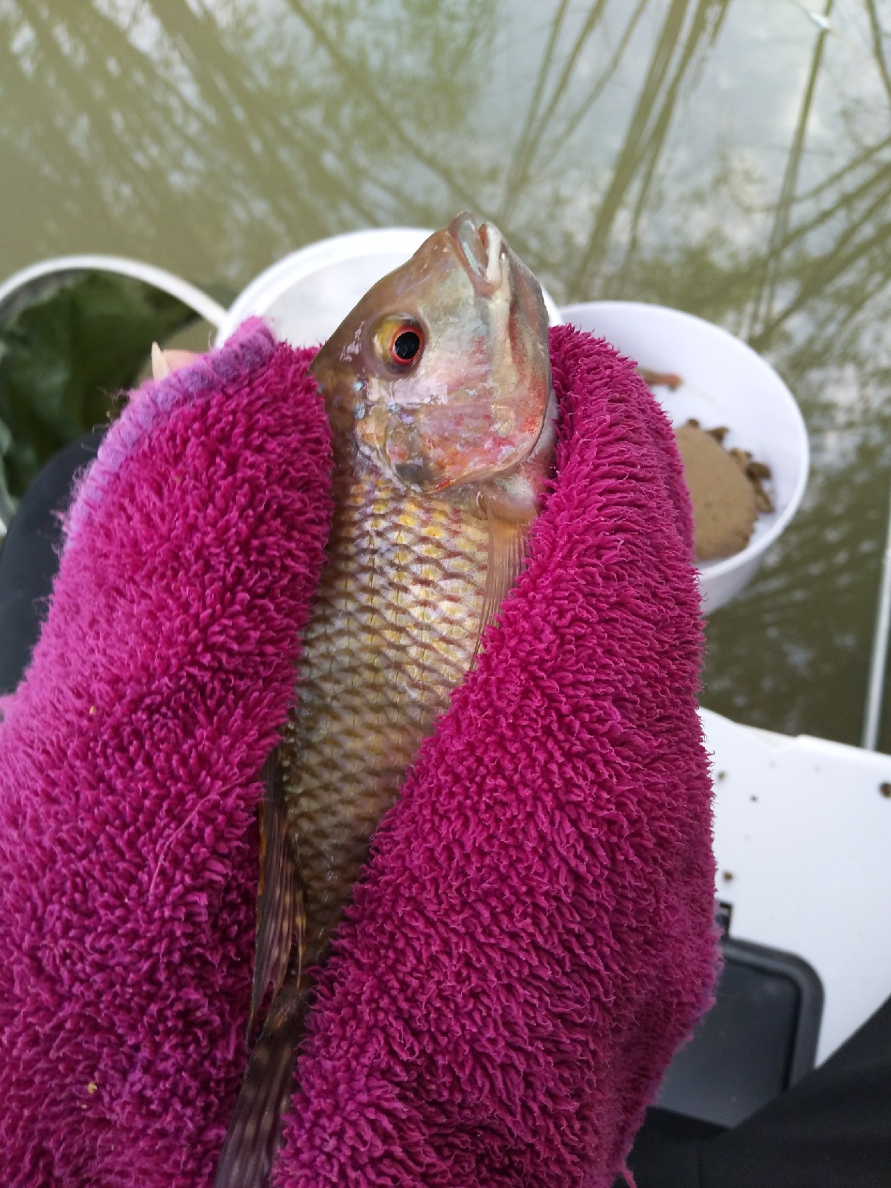 新竿开光遇到大鱼,新竿开光成功视频