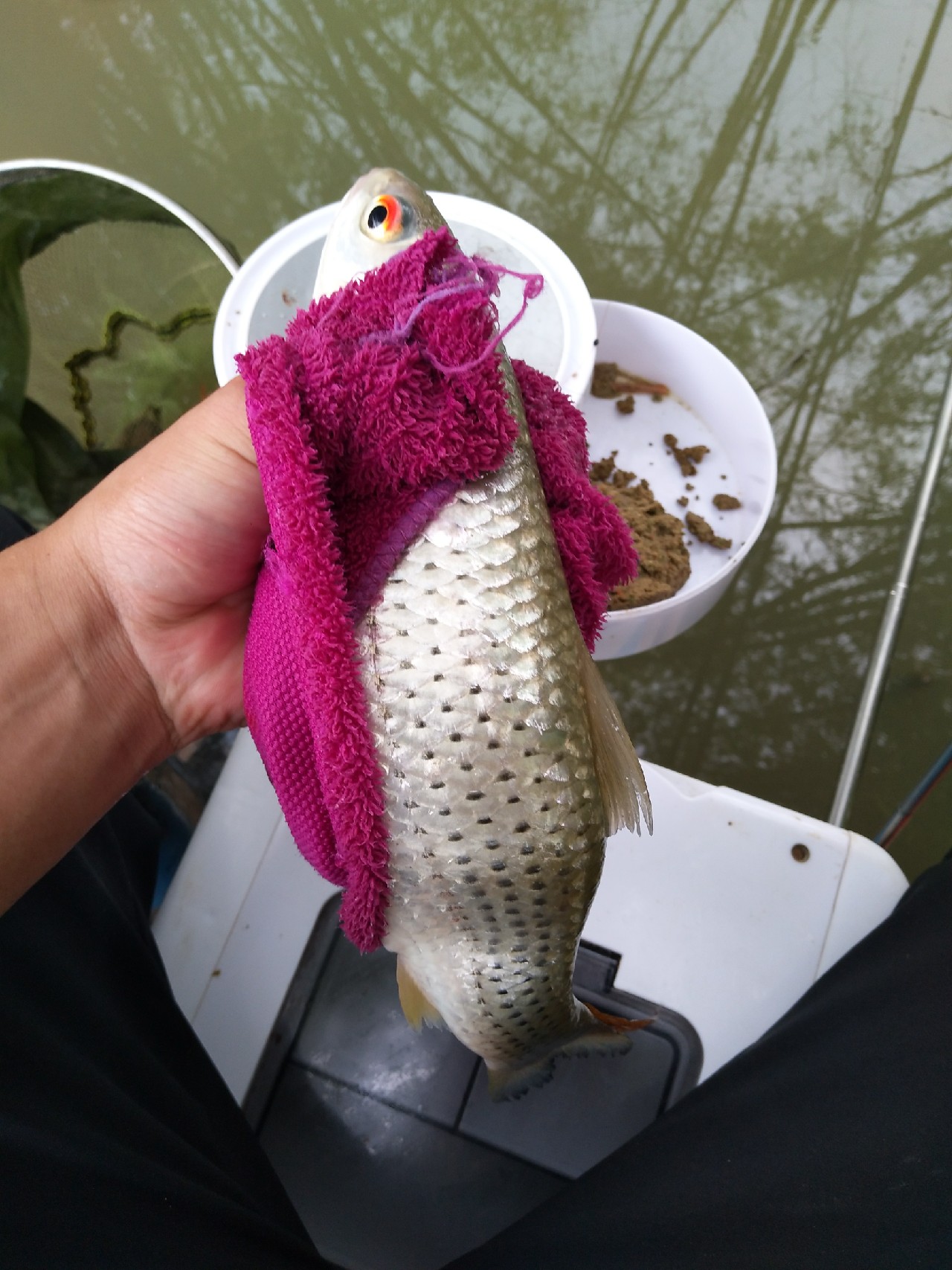 新竿开光遇到大鱼,新竿开光成功视频