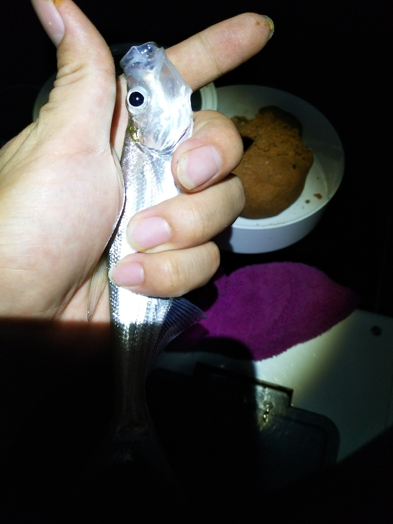 新竿开光遇到大鱼,新竿开光成功视频