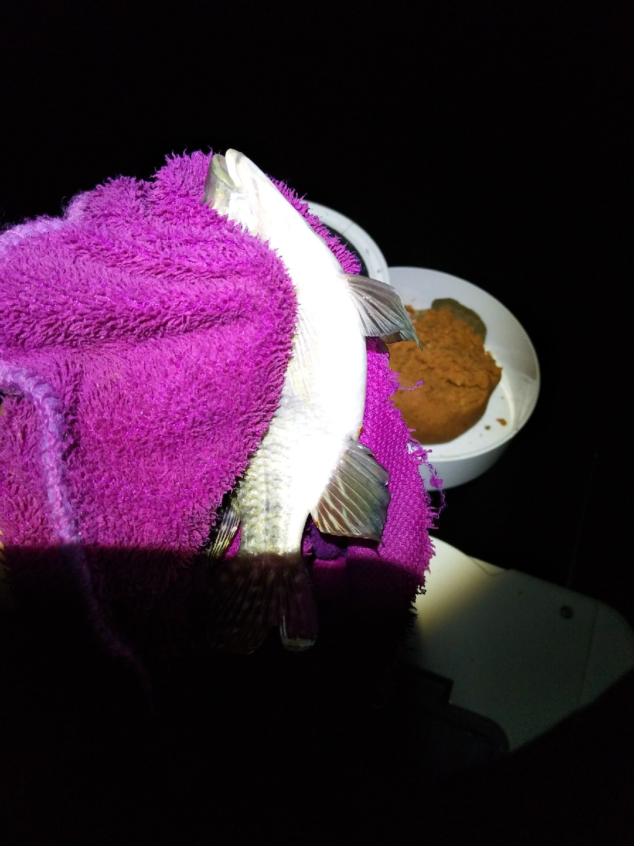 新竿开光遇到大鱼,新竿开光成功视频