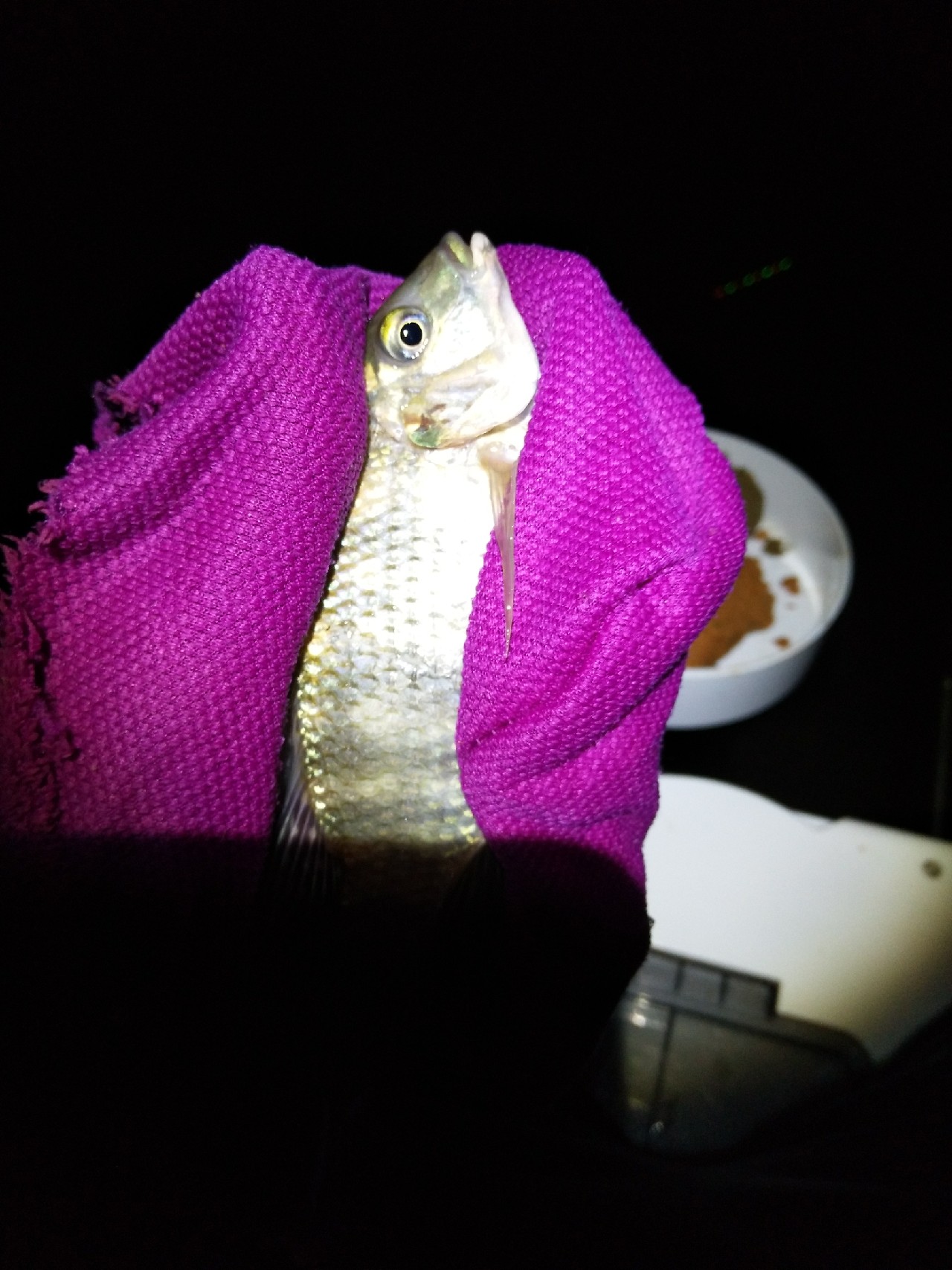 新竿开光遇到大鱼,新竿开光成功视频