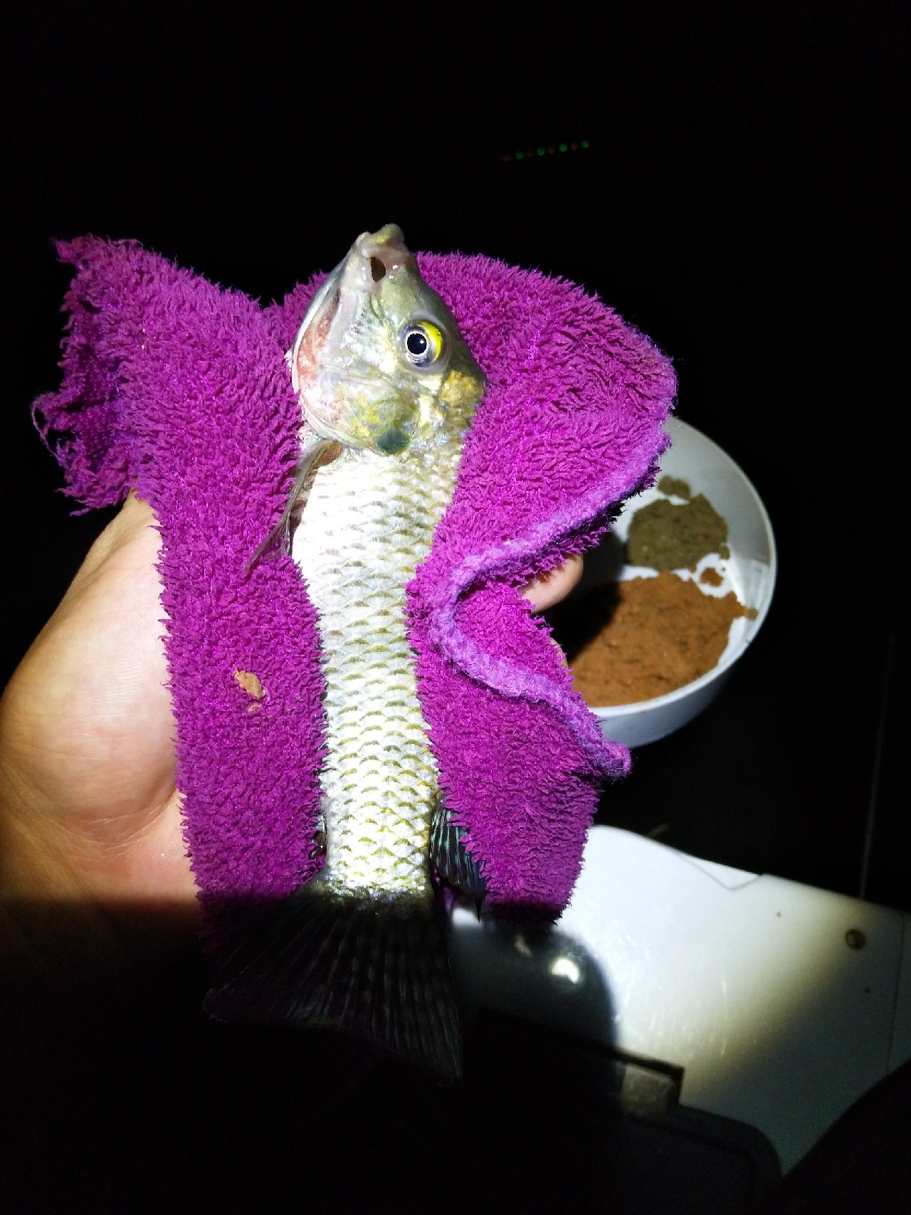 新竿开光遇到大鱼,新竿开光成功视频