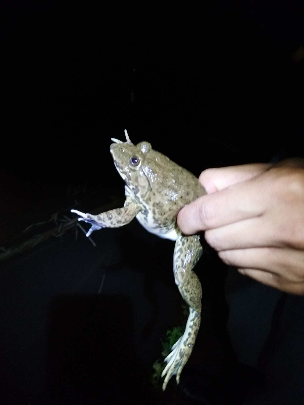 新竿开光遇到大鱼,新竿开光成功视频