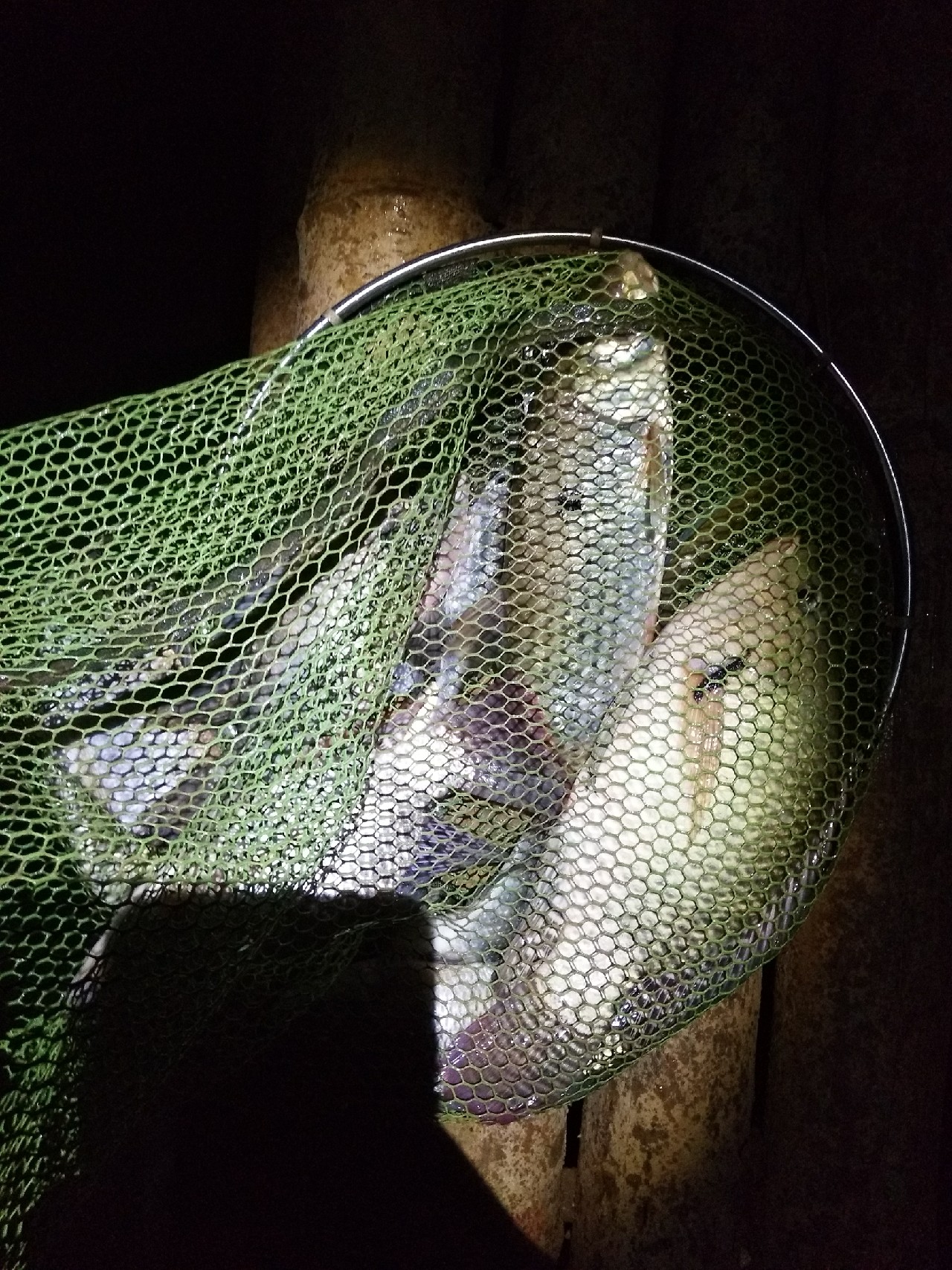 新竿开光遇到大鱼,新竿开光成功视频