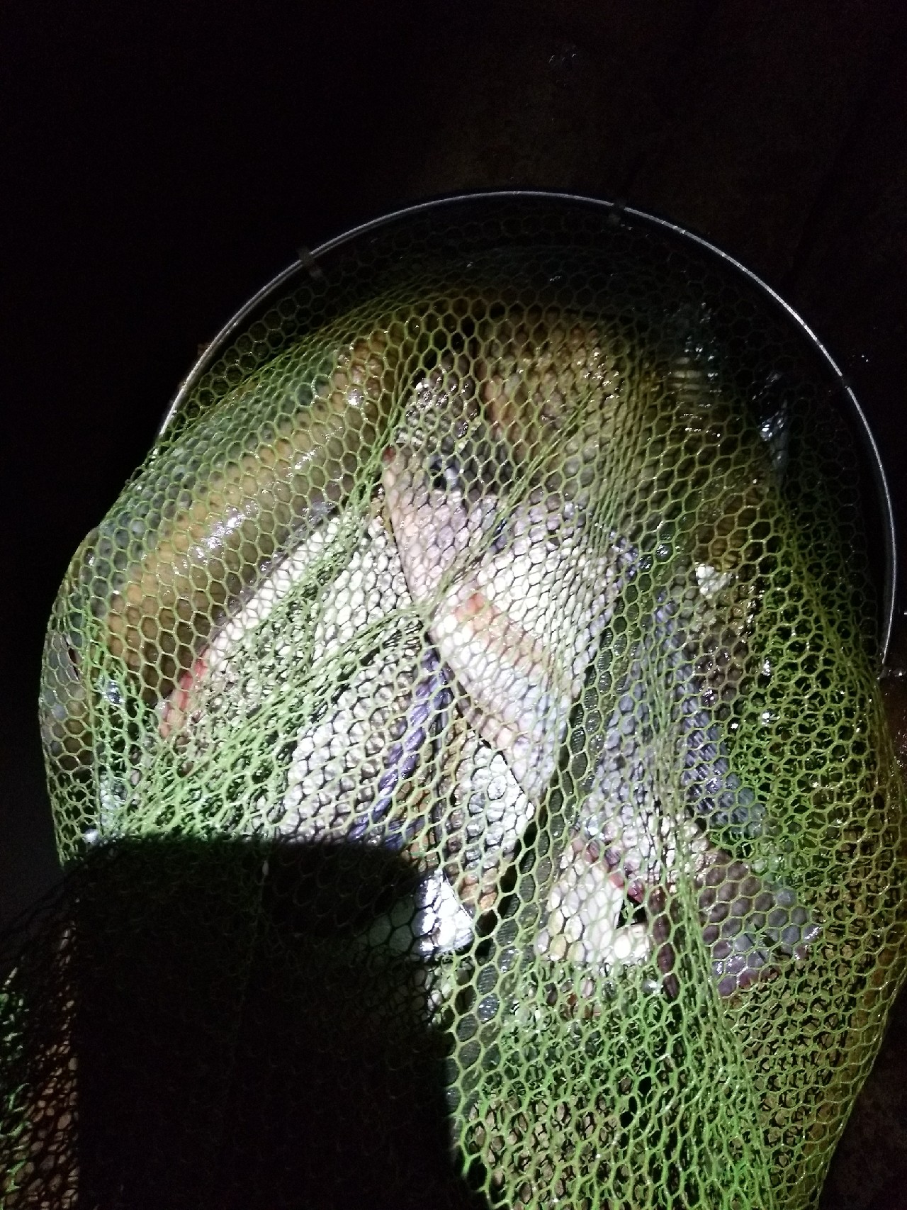 新竿开光遇到大鱼,新竿开光成功视频