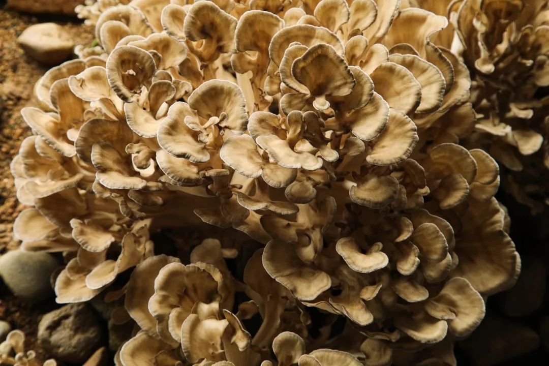 蘑菇鲜嫩,鲜嫩美味的蘑菇浓汤