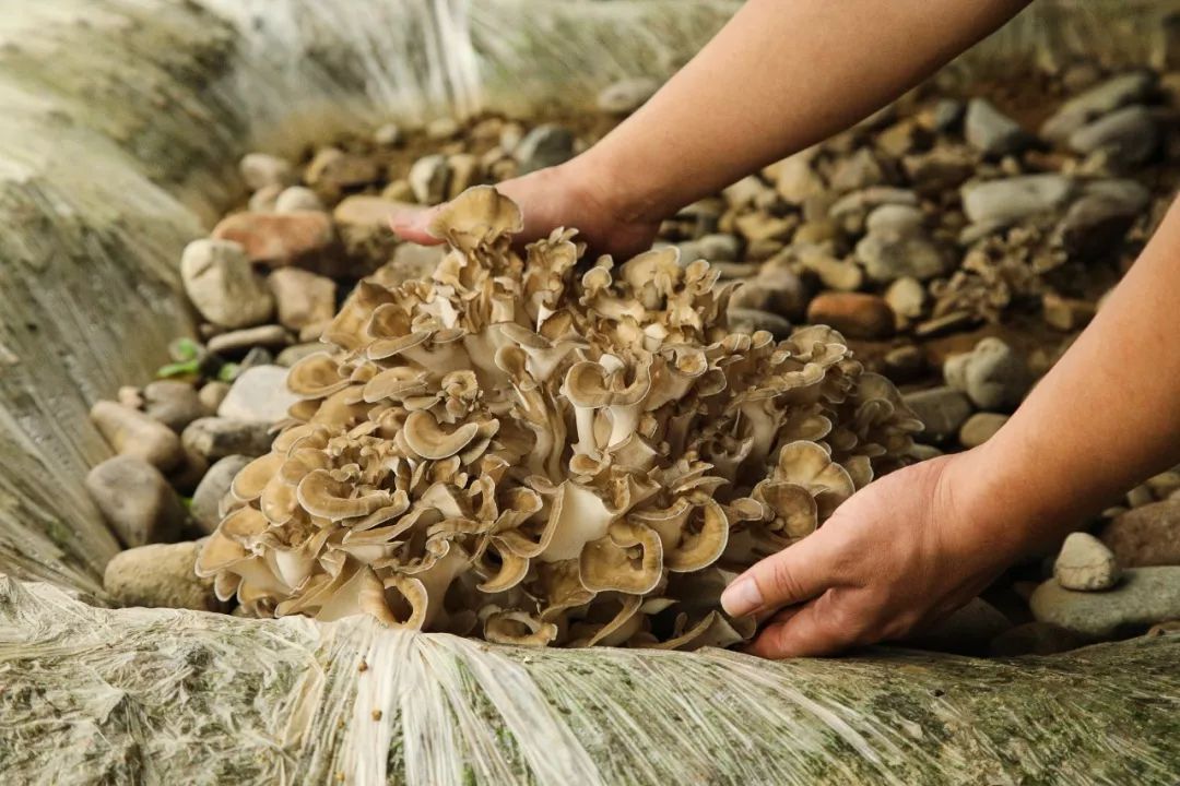 蘑菇鲜嫩,鲜嫩美味的蘑菇浓汤