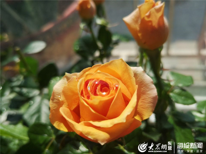 东营的市花,东营市市树