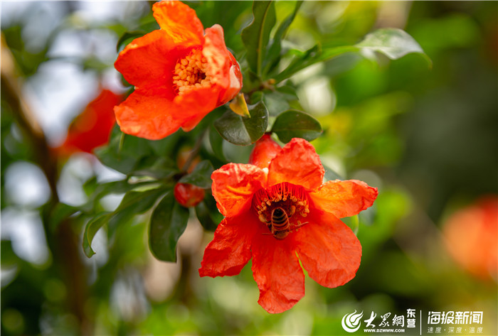 东营的市花,东营市市树