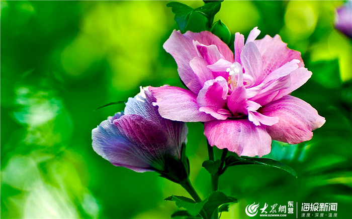 东营的市花,东营市市树