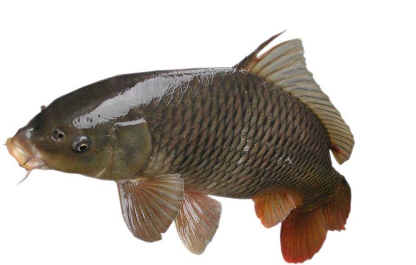 分享钓鱼干货的民间视频,钓鱼小知识钓鱼技巧句句都是干货