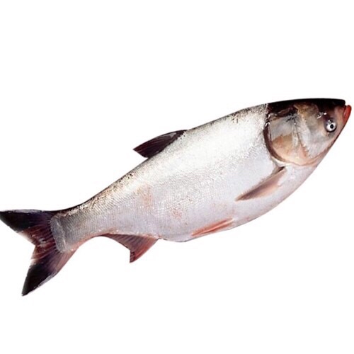 分享钓鱼干货的民间视频,钓鱼小知识钓鱼技巧句句都是干货