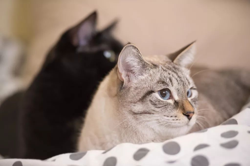 剪刀找猫法一般要多久,剪刀法找猫具体步骤