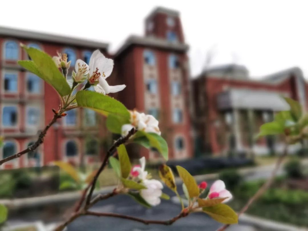 金山学校建设,金山新建学校
