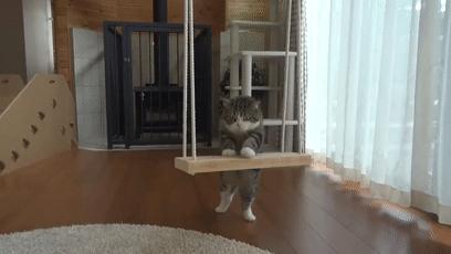 萌翻了！网友亲测猫趴在地上可以有多扁！原来猫的真实形态是液体的…