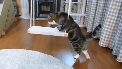 萌翻了！网友亲测猫趴在地上可以有多扁！原来猫的真实形态是液体的…