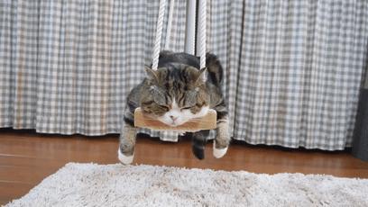 萌翻了！网友亲测猫趴在地上可以有多扁！原来猫的真实形态是液体的…