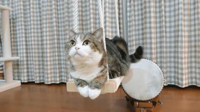 萌翻了！网友亲测猫趴在地上可以有多扁！原来猫的真实形态是液体的…