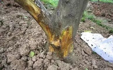 柑橘树干枯萎了还能救活吗,柑橘根部树干脱皮是什么原因