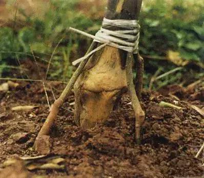 柑橘树干枯萎了还能救活吗,柑橘根部树干脱皮是什么原因