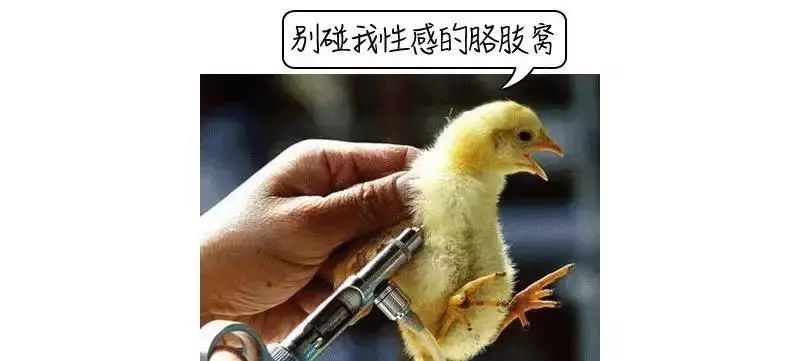 鸡的什么部位不能吃？它到底有多毒，很多人还不知道