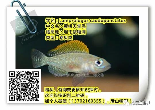 2020慈鲷筑巢大赛~非洲三湖沙雕艺术家的盛宴