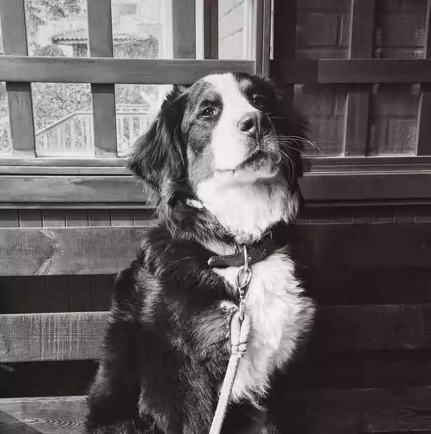 向大学蜂蜜研究所定制了一罐枇杷冬蜜,甜甜润润杏仁香