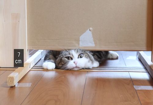 萌翻了！网友亲测猫趴在地上可以有多扁！原来猫的真实形态是液体的…